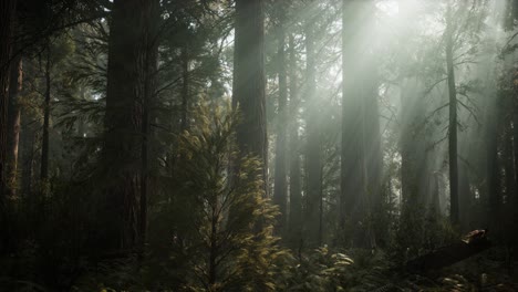 Sequoia-Nationalpark-Unter-Den-Nebelwolken